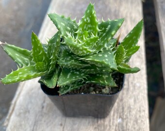 2" Succulent - Aloe Zanzibarica