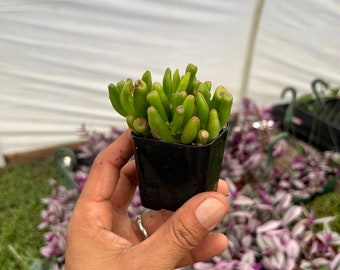 2" Succulent - Gollum Jade, Lady Fingers