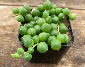 2" Succulent - String of Pearls