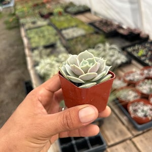 2"  Succulent - Echeveria ‘Lola’