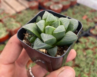 2" Succulent - Haworthia Retusa