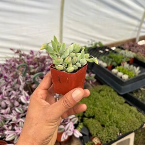 2" Succulent - Cotyledon Pendens