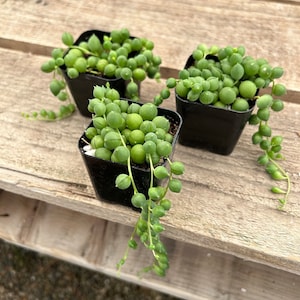 2" Succulent - String of Pearls