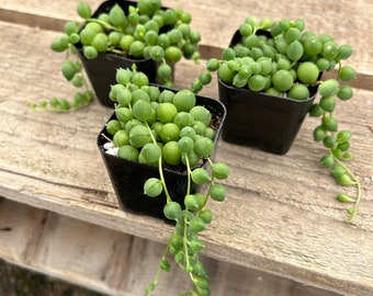 2" Succulent - String of Pearls