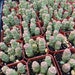 2' Succulent - String of Buttons 
