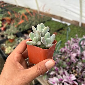 2" Succulent -  Pachyphytum Oviferum, Moonstones