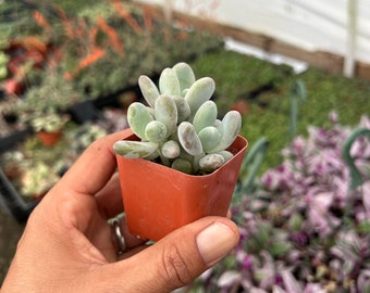 2" Succulent -  Pachyphytum Oviferum, Moonstones