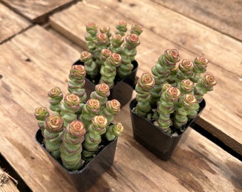 2" Succulent - String of Buttons