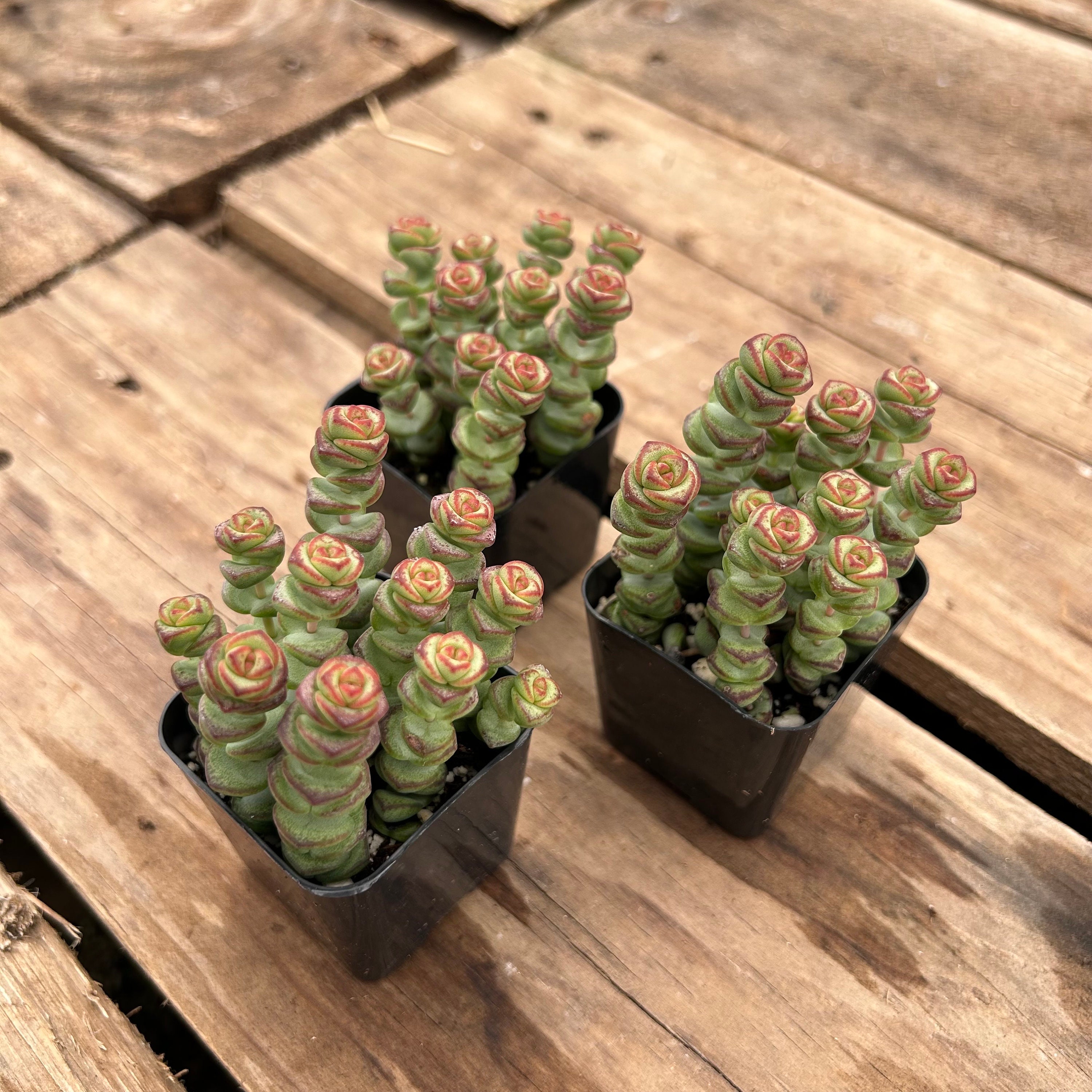 2" Succulent - String of Buttons