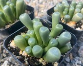 2 quot Succulent - Baby Toes
