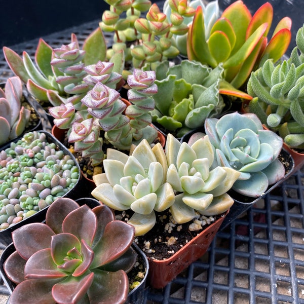 April Twelve Pack of 2” Succulents