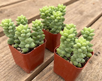 2” Succulent - Donkey's Tail