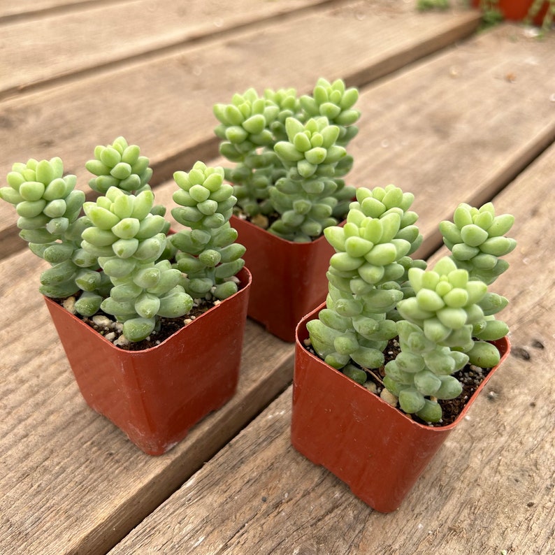2 Succulent Donkey's Tail image 1