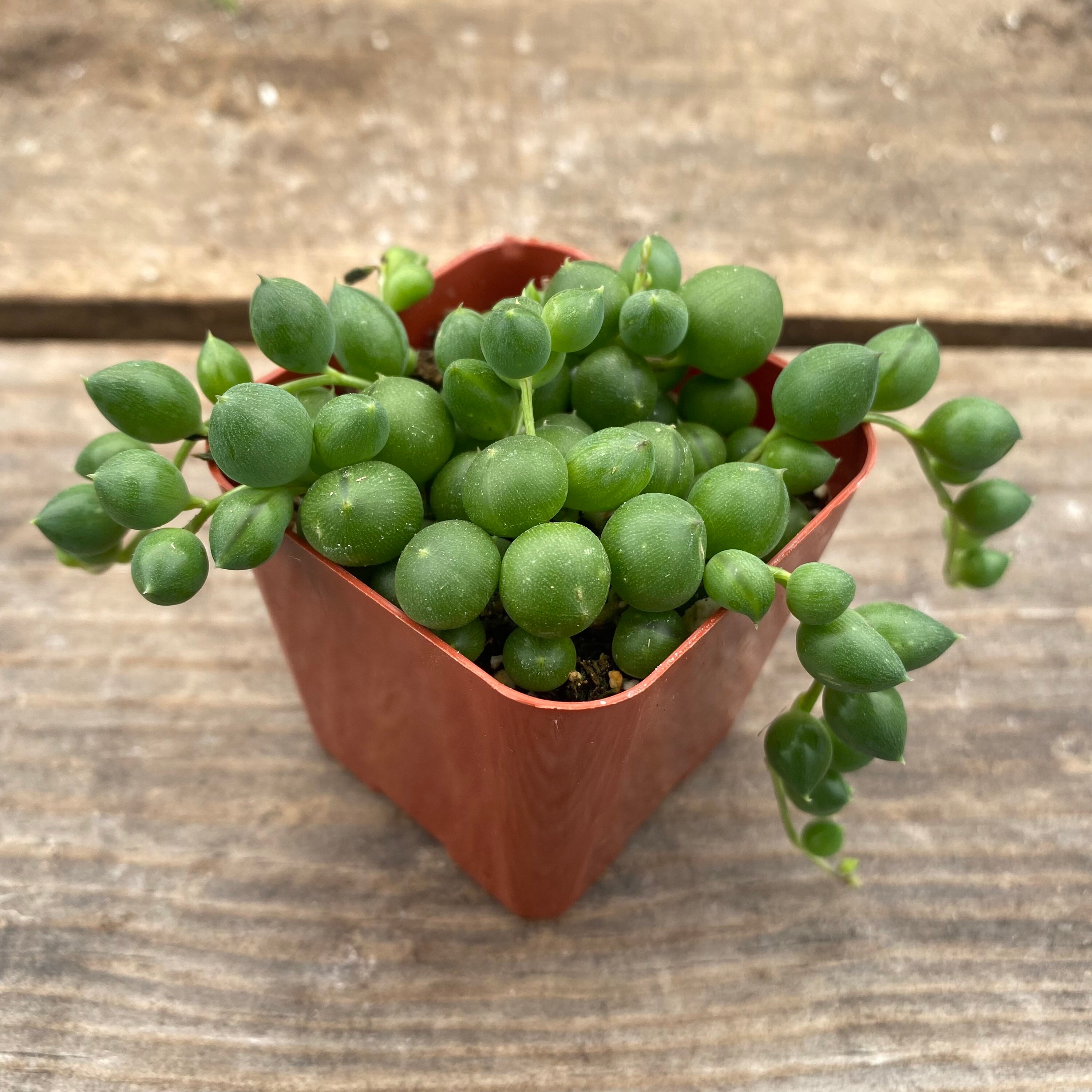 2 Succulent String of Pearls Etsy