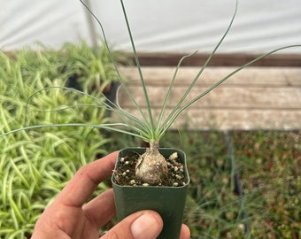 2” Succulent - Albuca Humilis