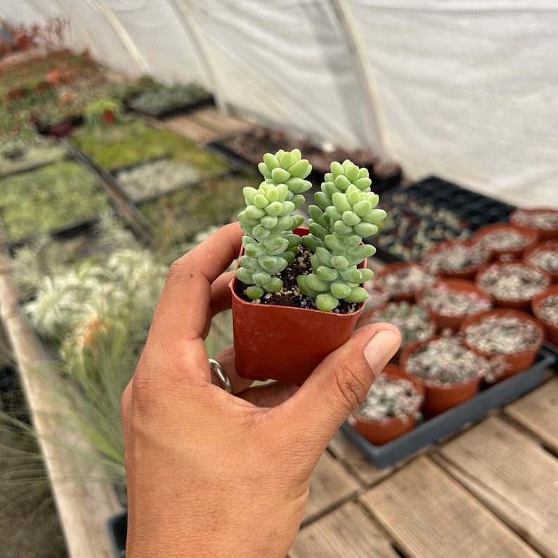 2 Succulent Donkey's Tail image 2