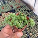 2' Succulent - String of Pearls 