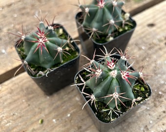 2" Succulent - Ferocactus Species