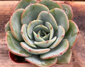 2 quot Succulent - Echeveria 39 Atlantis 39