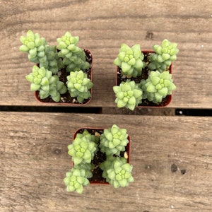 2 Succulent Donkey's Tail image 3