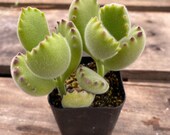 2 quot Succulent - Cotyledon Tomentosa, Bear Paws