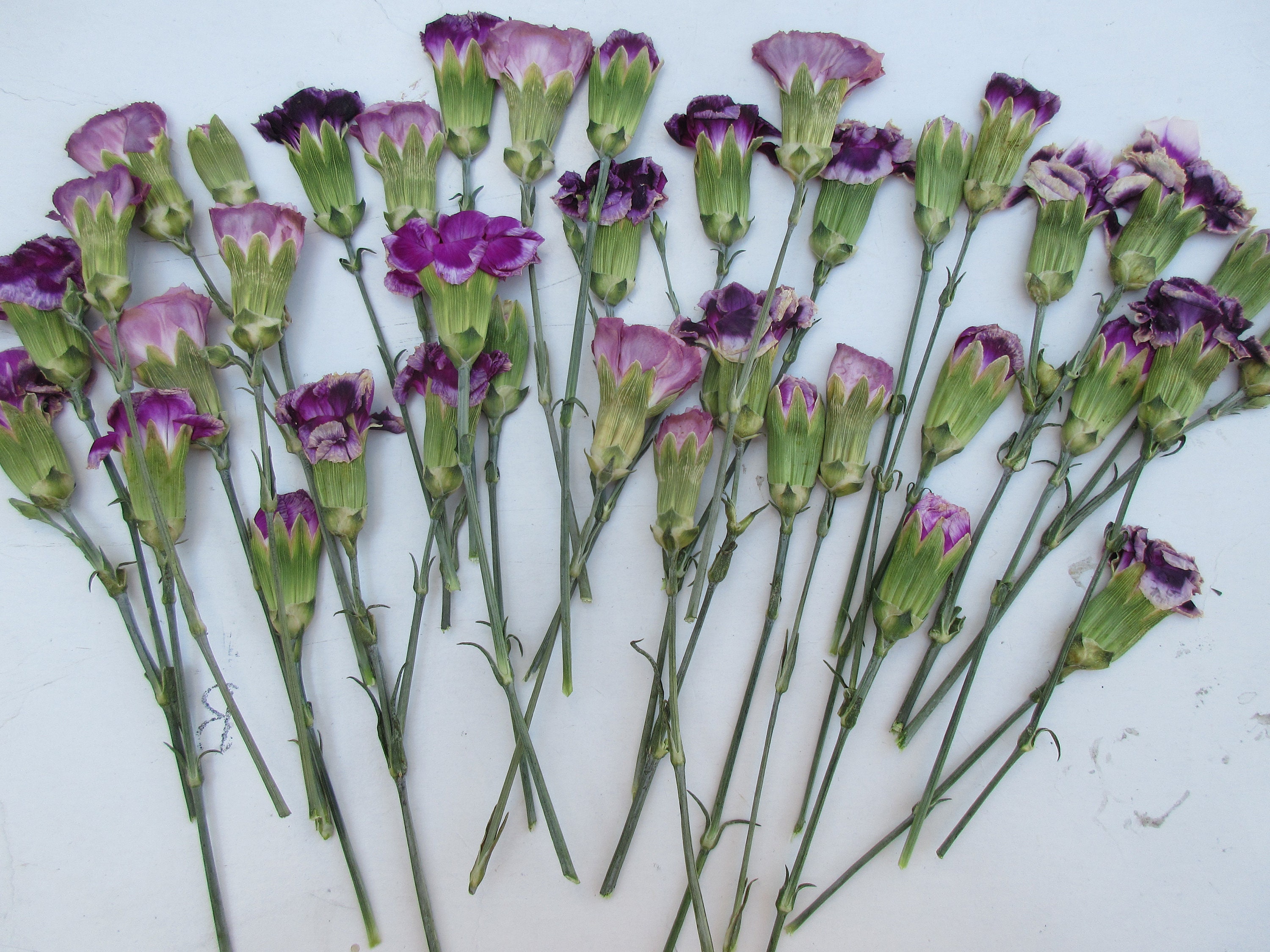 Amazing Dried Carnations:  Your Step By Step Guide - voy6kx6