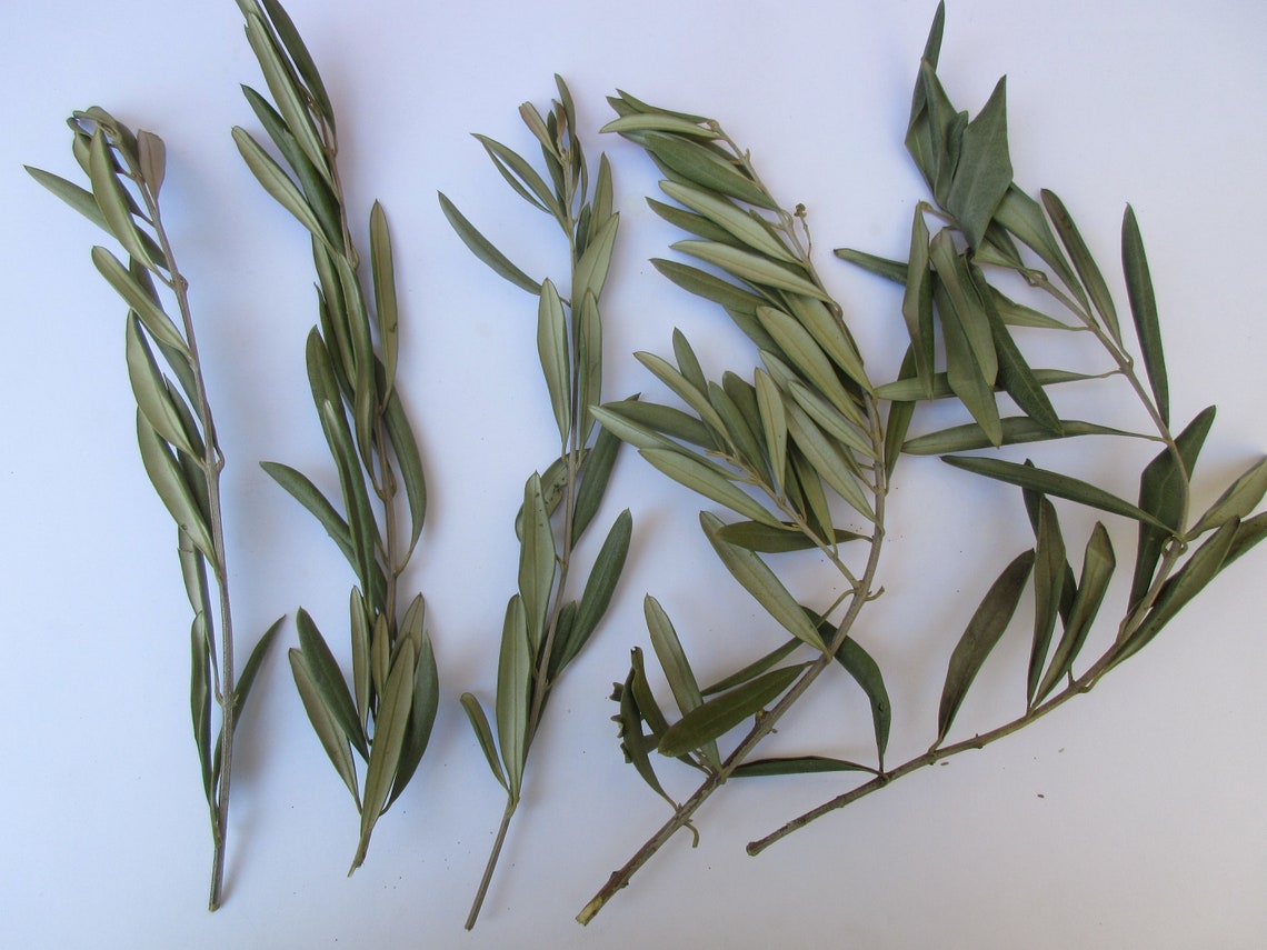 30PC dried Olive leaf stems dry greenery sprig real natural Etsy