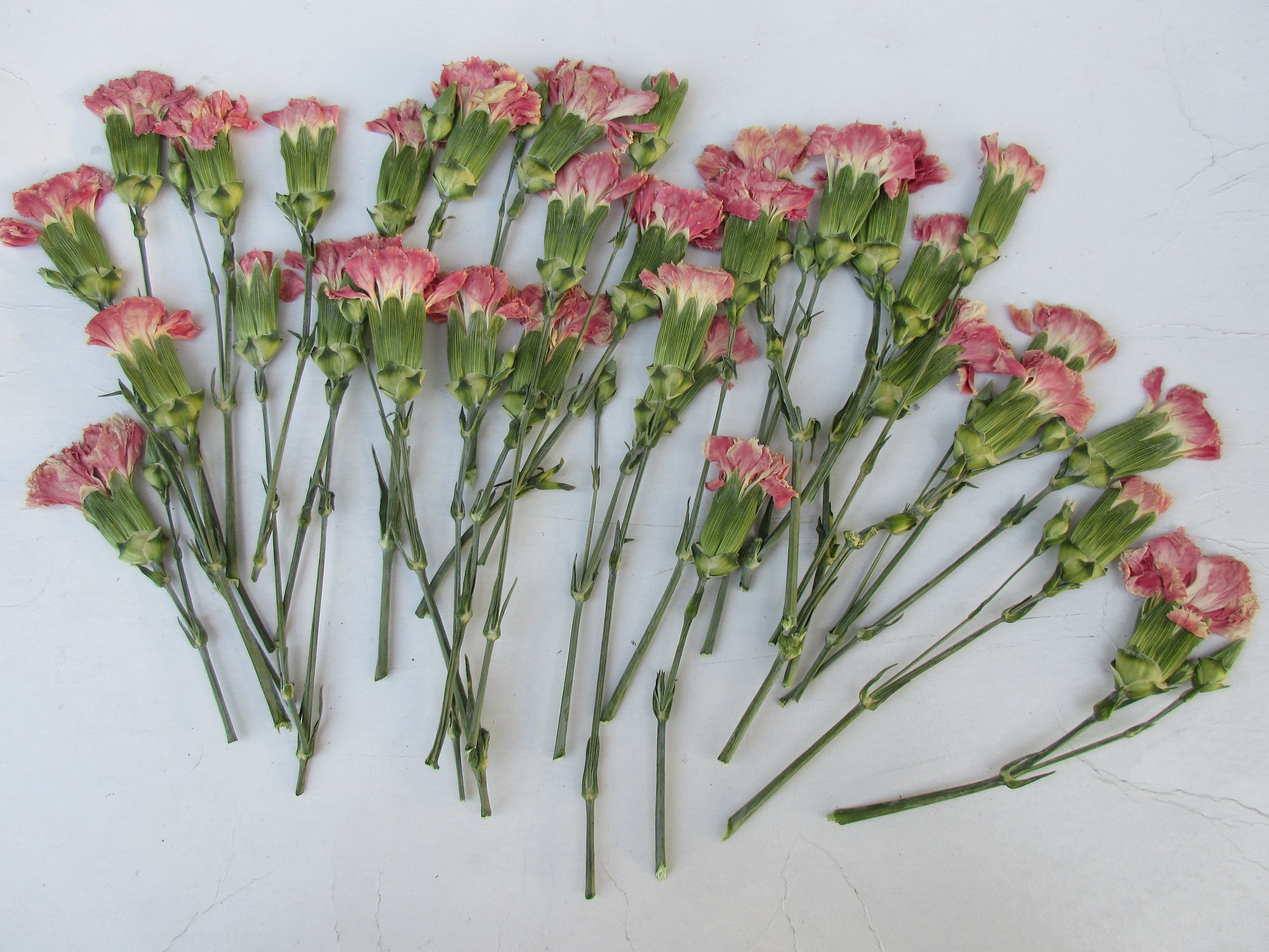 Amazing Dried Carnations:  Your Step By Step Guide - rknkbv4