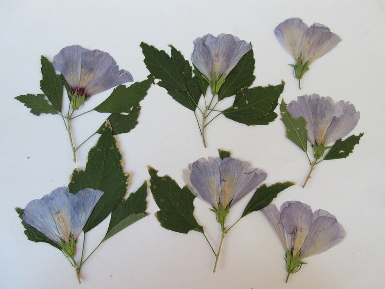 Hibiscus pressed Purple dried flowers leaf on stem real unique dry As-Is Natural Condition See Details 6 Stem 10 Flowerhead 10Leaf Mix Vary