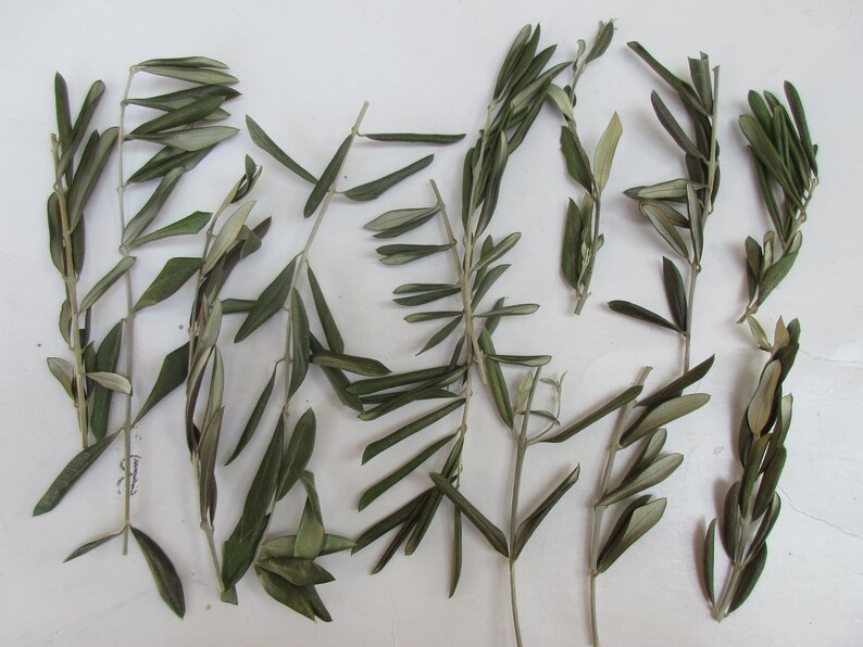 SALE 50PC Dried Olive Leaf Stems Dry Small Greenery Sprig Real Etsy