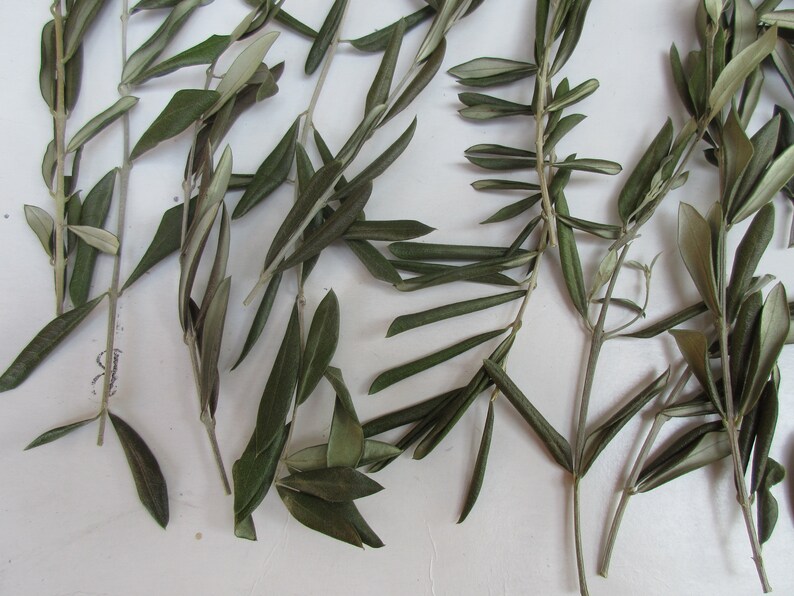 Dried Olive Leaf Stems Dry Greenery Sprig Real Natural Dry Etsy