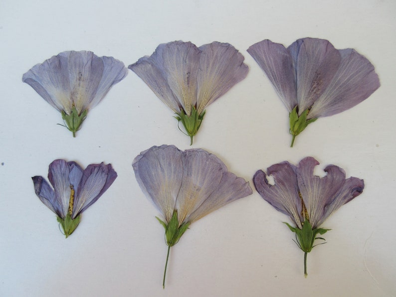 Hibiscus pressed Purple dried flowers leaf on stem real unique dry As-Is Natural Condition See Details 6 Stem 10 Flowerhead 10Leaf Mix Vary
