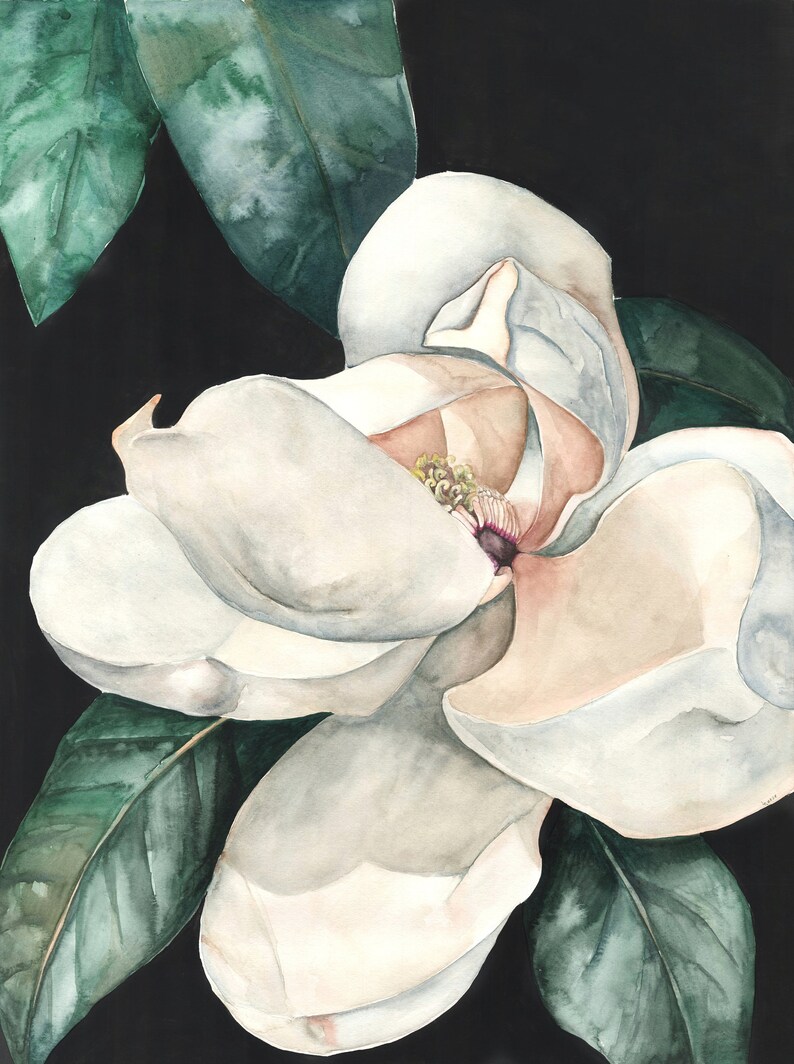 Magnolia on Dark Background