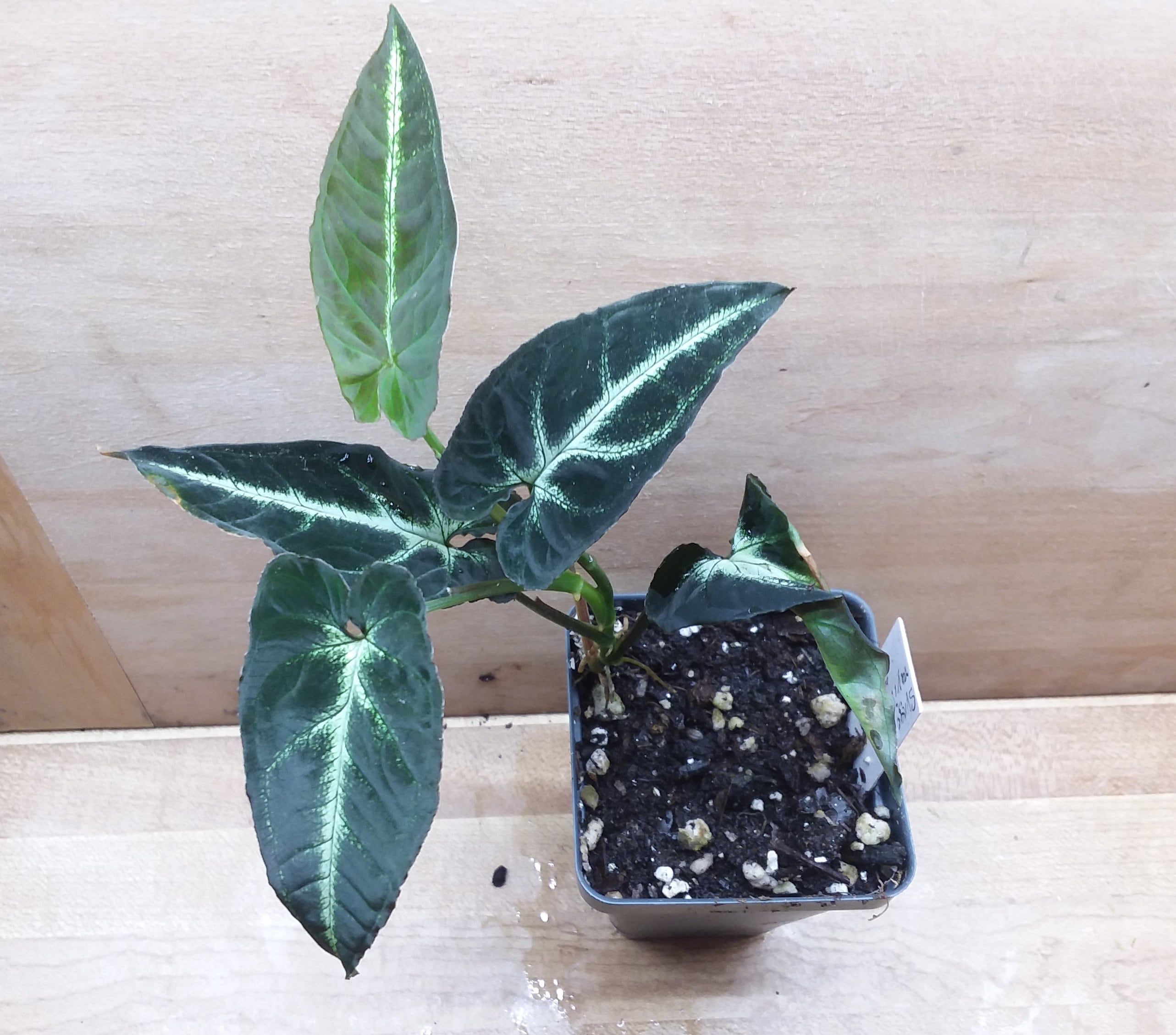 Syngonium rayii / Velvet Arrowhead Vine