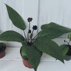 Dorstenia elata | Congo Fig