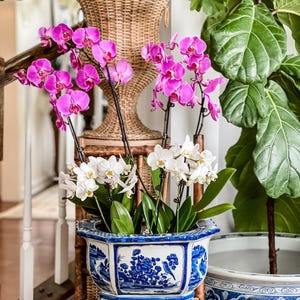 May include: A hexagonal ceramic planter featuring a blue and white landscape pattern with floral and bird motifs. The planter holds two orchid plants, one with vibrant magenta flowers and the other with white flowers, both supported by thin black stakes.