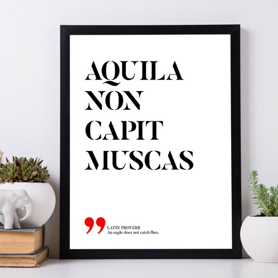 Aquila non captat перевод. Aquila non captat muscas тату. Elephantum ex musca facis перевод. Татуировки настасьи самбурской. Aquila non captat перевод.