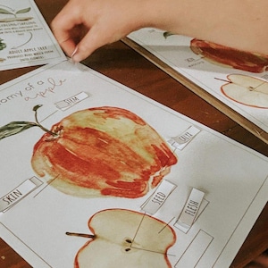 Apple Mini Study Printable Morning Basket Activities for Preschool and Homeschool | Nature Unit Study PDF | Flashcards & Worksheets