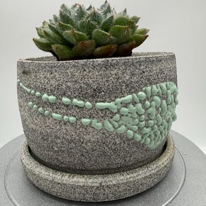 May include: A small succulent plant in a speckled gray ceramic pot with a matching saucer. The pot is decorated with a light green, textured design. The succulent has green leaves with a fuzzy texture.
