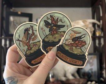 VINYL STICKERS | Entomology Sticker Pack | Cicada, Moth, Beetle