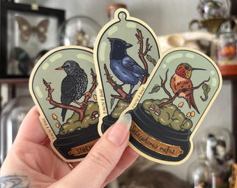 VINYL STICKERS | Ornithology Sticker Pack | Starling, Blue Jay, Hummingbird