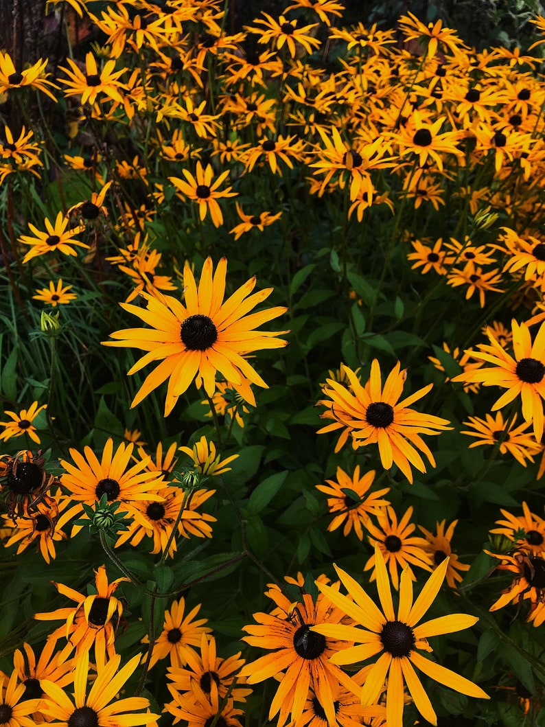 wall art Floral print photography print home decor art print