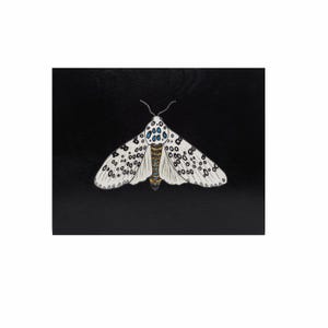 May include: A detailed illustration of a moth with white wings, adorned with black spots and blue accents. The moth's body features a mix of gold, brown, and blue hues. The artwork is set against a solid black background.