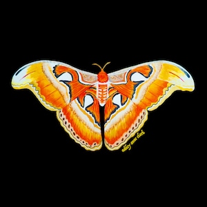 Atlas Motten Sticker (Medium)