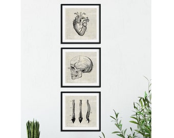 SET of 3: Doctor's Office Art, Anatomical Heart Print, Vintage Medical Illustrations, Skull Poster, Spine Illustration, Anatomical Brain