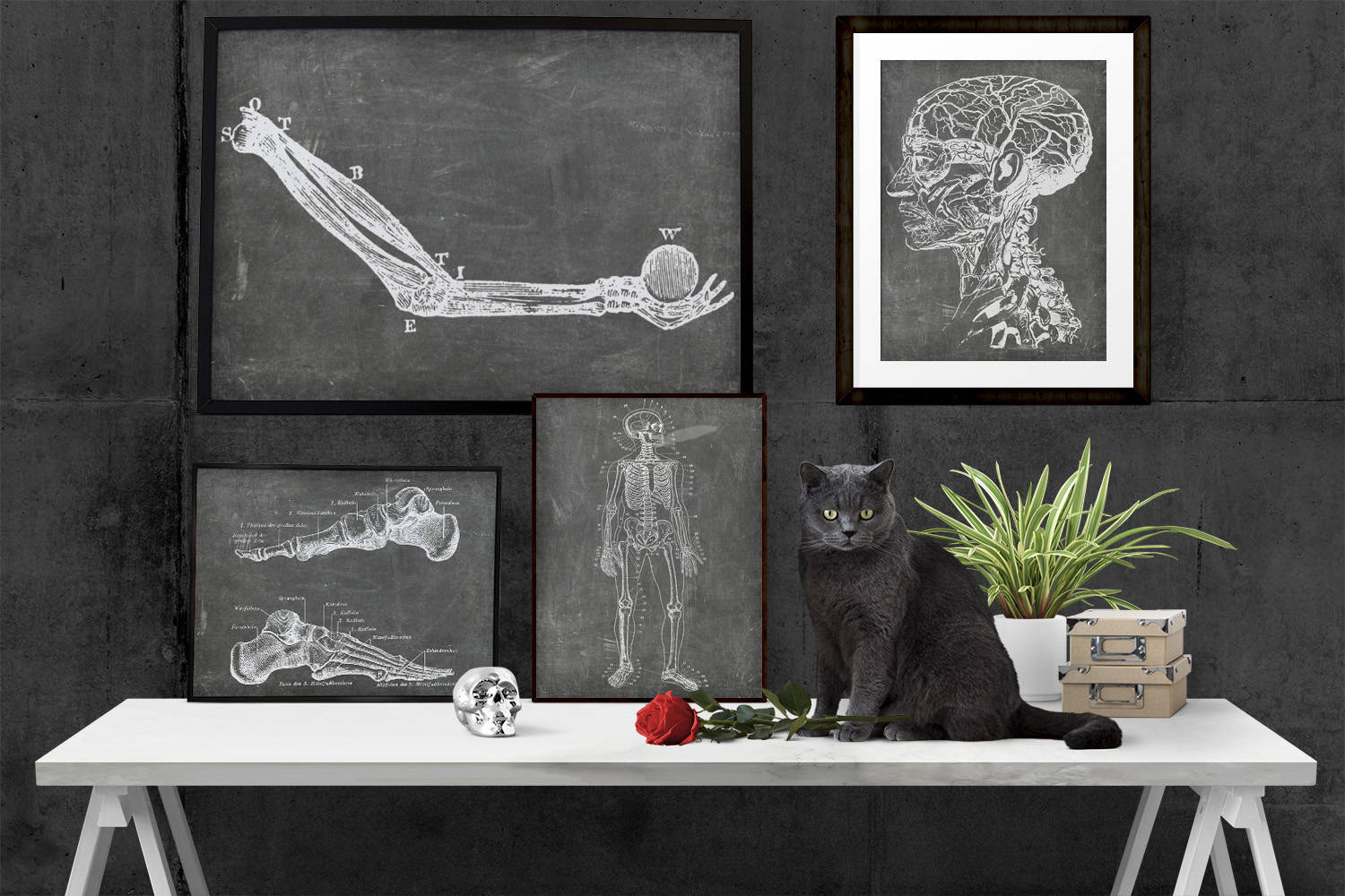 SET of 4 Doctor's Office Art Anatomical Printables Etsy