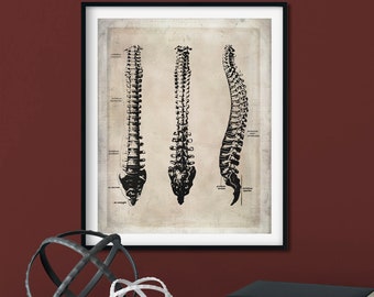 Op de afbeelding: Een ingelijste kunstdruk met drie zwart-wit anatomische illustraties van de menselijke wervelkolom vanuit verschillende hoeken, op een beige achtergrond in vintage-stijl met kleine, duidelijke tekstlabels die de wervels identificeren.