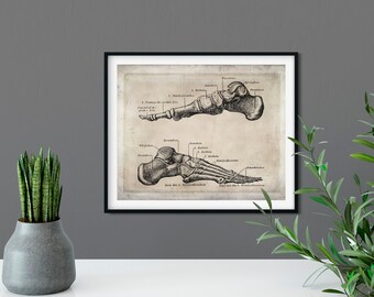 2 Anatomical Feet Illustrations, Vintage Medical Art, Human Foot Anatomy, Medical Illustrations,Podiatry Podiatrist Office Art,Radiology Art
