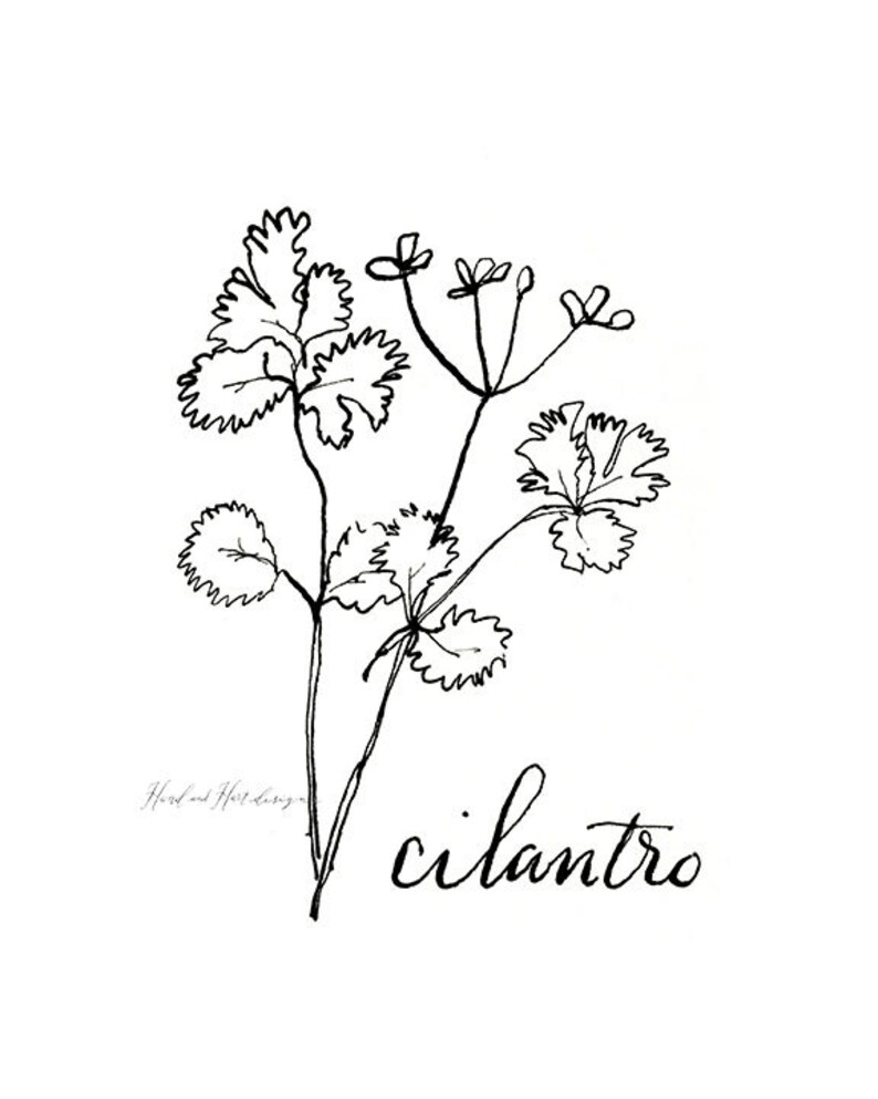 Herb Prints Black and White Kitchen Decor Botanical Etsy