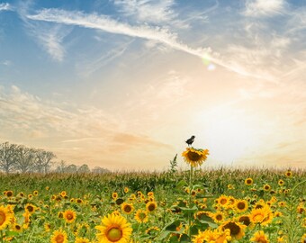 Sunflowers